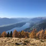 Amselnest
